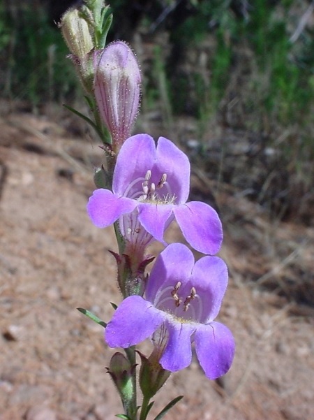 photo of penstemon linarioides rs