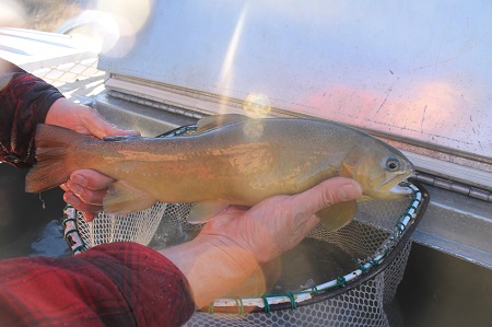 gila trout rs