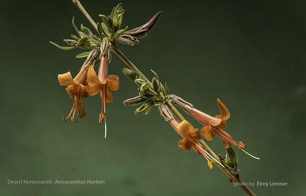 Desert Honeysuckle Photo: Elroy Limmer