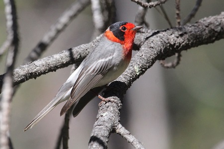 red faced warbler rs