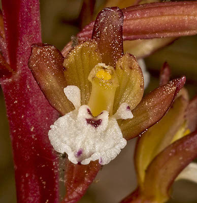spotted coralroot orchid