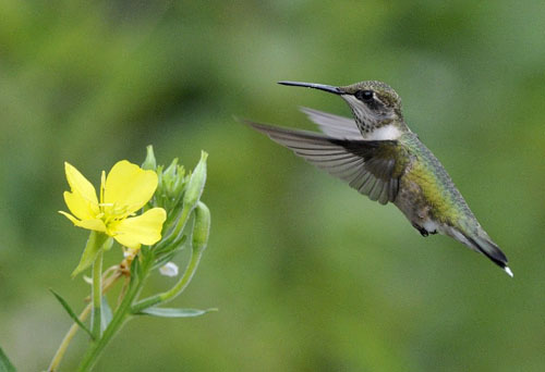 hummingbird produced by bill thompson for the united states fish and wildlife service quabbin reservoir near south athol massachusetts