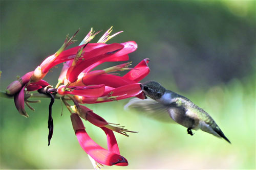 hummingbird produced by georgeb2 from pixabay