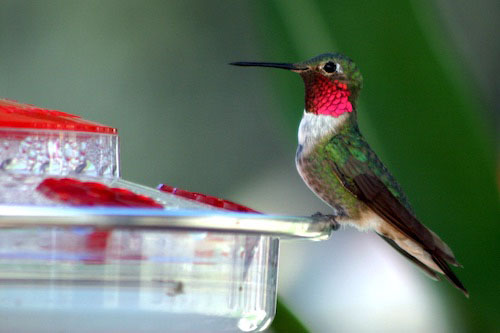 hummingbird copy 2