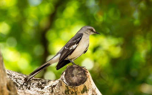 mockingbird image by rick dirtdiver38 from pixabay