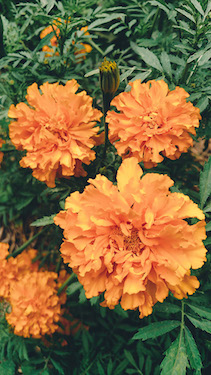 marigold ofrenda orange variety
