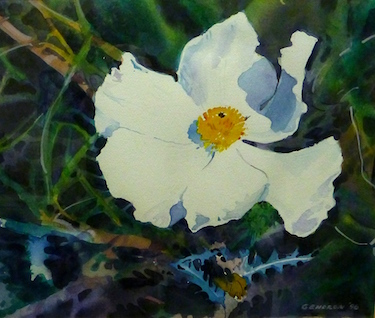 prickly poppy by marilyn gendron 1996 p1050767 ed01