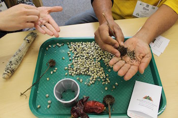 sandia seed steward seeds