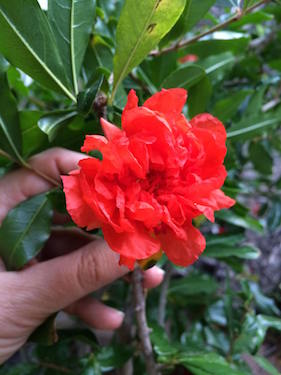 double flowered pomegranate