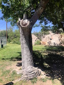 mulberry tree with girdled roots in torc