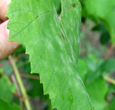 powdery mildew evident on leaf top surface. giese copy