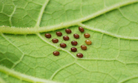 squash bug eggs wikimedia commons