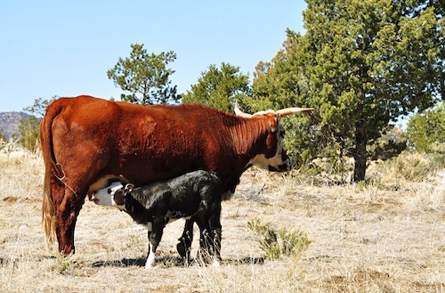 cattle grant county steve douglas flickr march 5 2010 50
