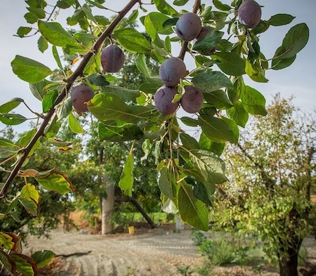 plum tree yuba city california usda lance cheung august 28 2015 30
