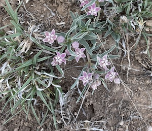 Milkweed