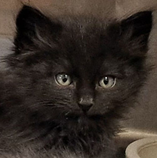 kittens-4.25.jpg