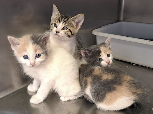 3-kits.jpg