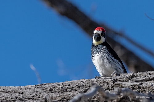 woodpecker