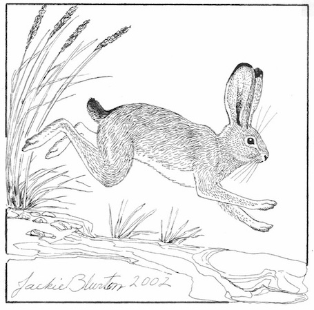 blacktail jackrabbit