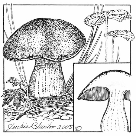 boletus edulis