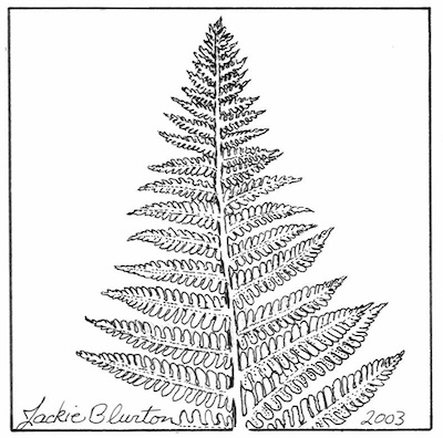 bracken fern
