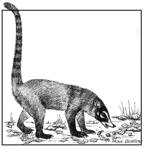 coatimundi 2023 11 06 00 49 13 utc