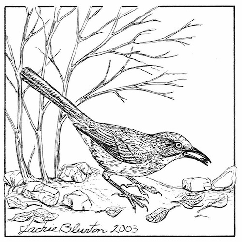 curve billed thrasher 2023 11 06 00 49 13 utc