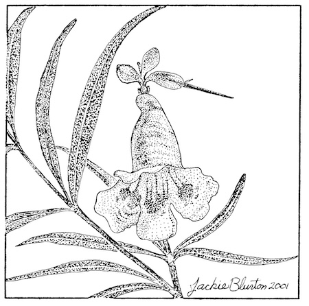 desert willow