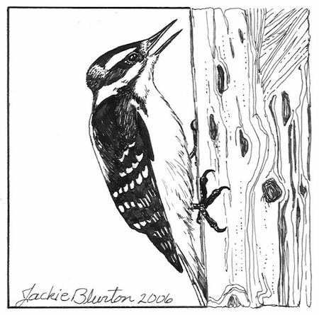 hairy woodpecker
