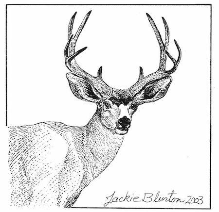 mule deer 2023 11 06 00 49 13 utc