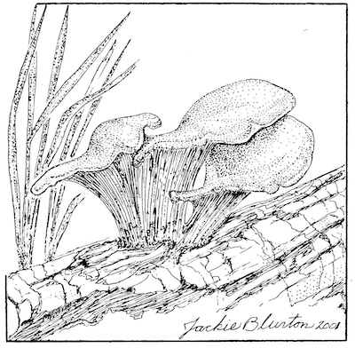 oyster mushrooms