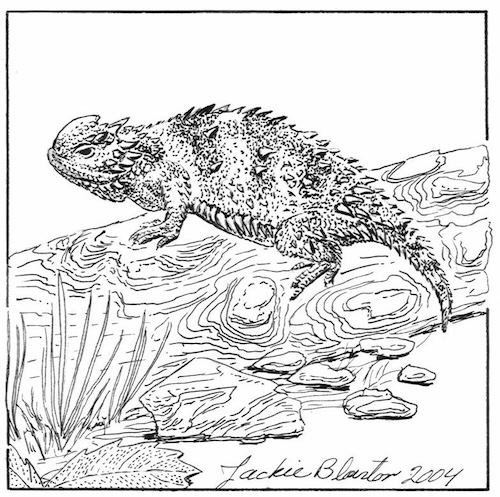 short horned lizard