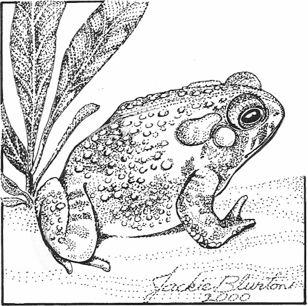 woodhouses toad