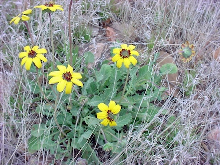berlandiera lyrata