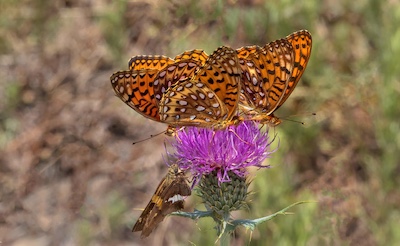 AtlantisFritillariesThistle