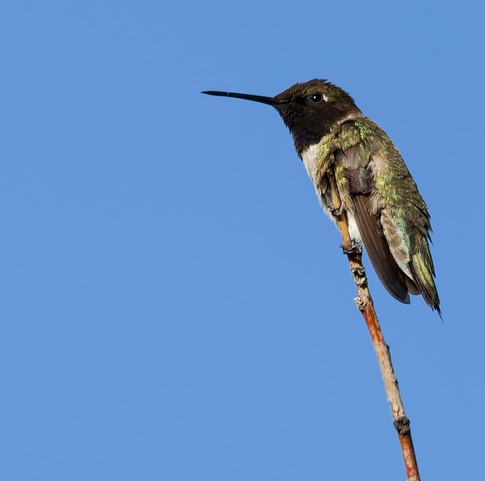 HummerAug14
