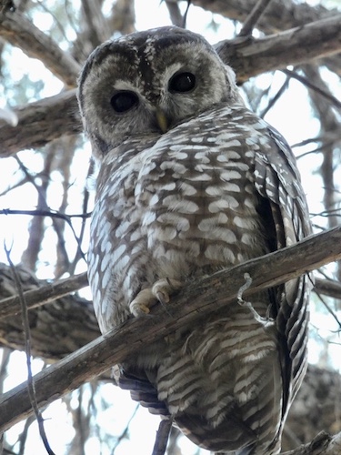 OwlsOct9