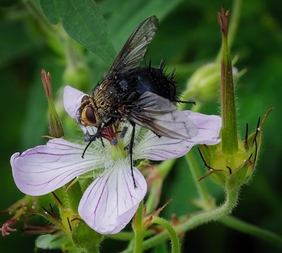 TachinidFlyGeranium