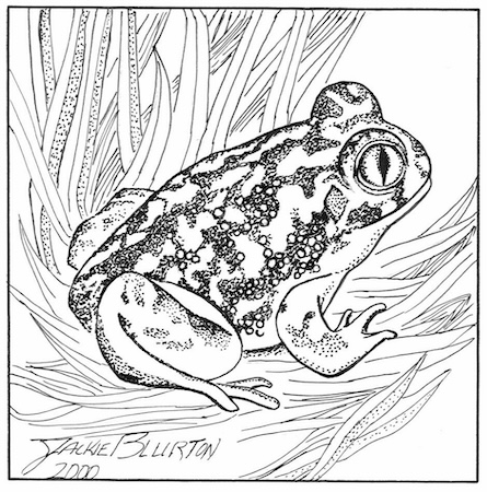 couchs spadefoot