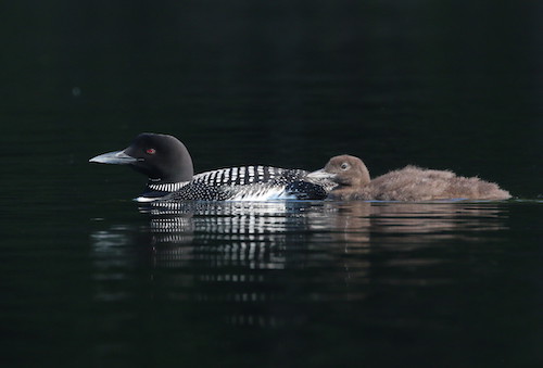 img_4166_paradox_loon_dad_with_chick_7-14-19.jpg