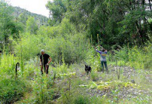 Removing Mullein seed heads.jpg