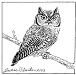 western screech owl