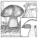 boletus edulis