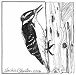 hairy woodpecker