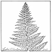 bracken fern