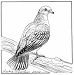 band tailed pigeon