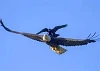 crow attacking eagle