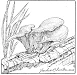 oyster mushrooms